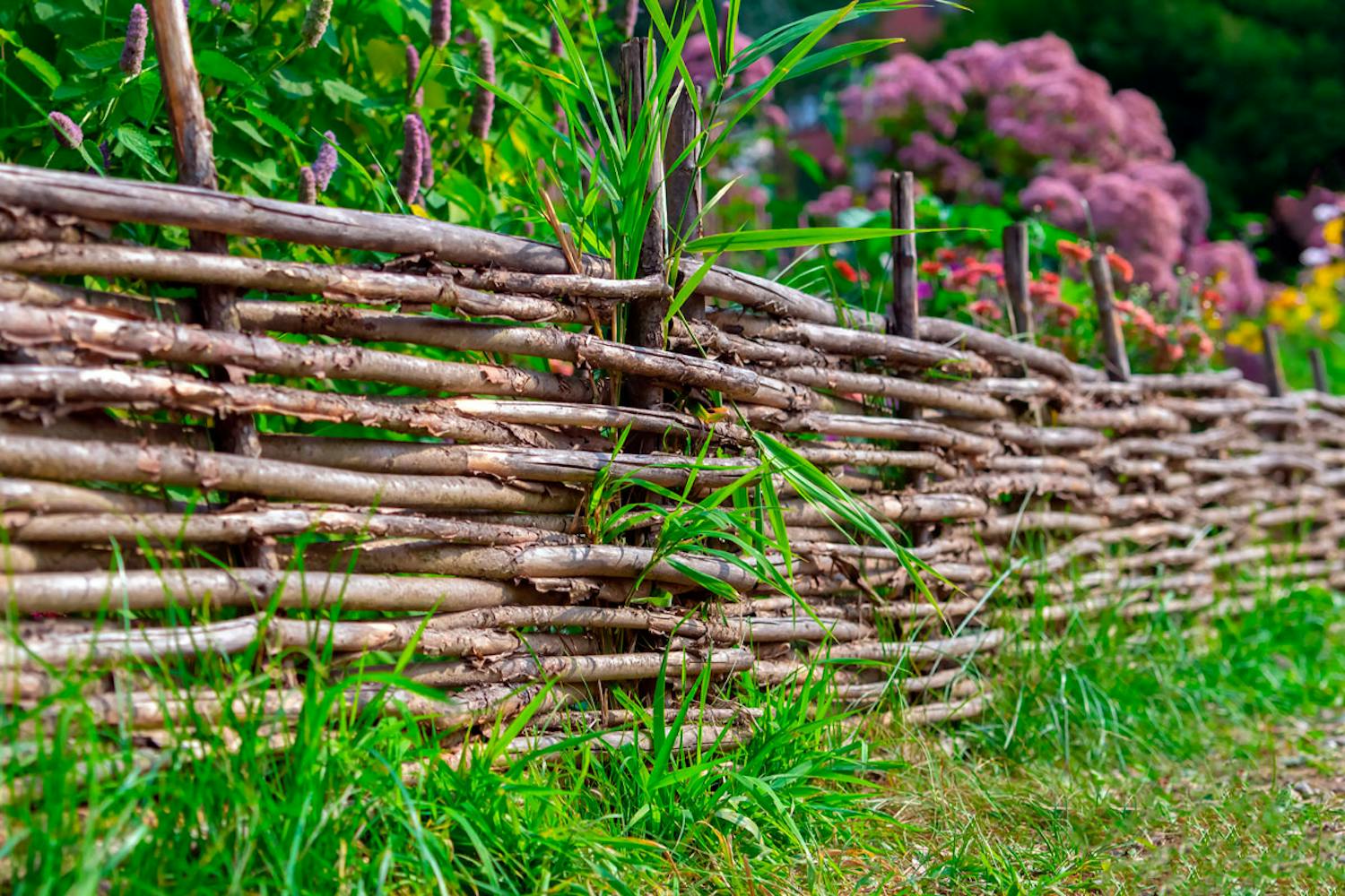 pileflet hegn bedafgrænsning pileflet hegn bedafgrænsning